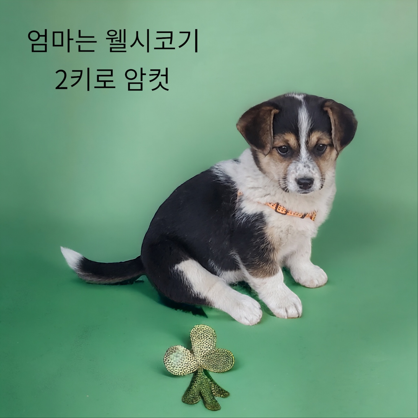 엄마는웰시코기 이미지 파일 입니다.